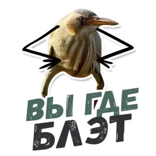 👀 ВЫ ГДЕ БЛЯЭТ 鸟, 贴纸, 俄语, 冒犯 telegram sticker