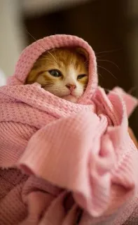 🐈 Katze, Kätzchen, Decke, süß, Tier, Haustier whatsapp sticker