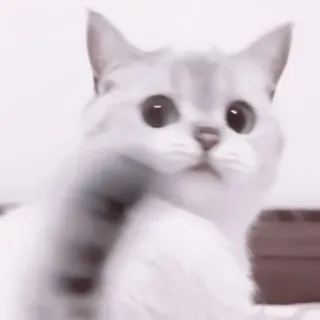 🥠 Katze, Haustier, Tier, süß, Haustier, Kätzchen, Katzenartig telegram sticker