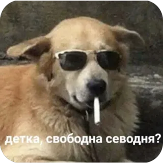 🫥 детка, свободна севодня? dog, sunglasses, smoking, cigarette, funny, meme, flirting, cool dog telegram sticker