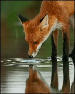 🦊 fuchs, tier, natur, wasser, spiegelung, wildtier telegram sticker