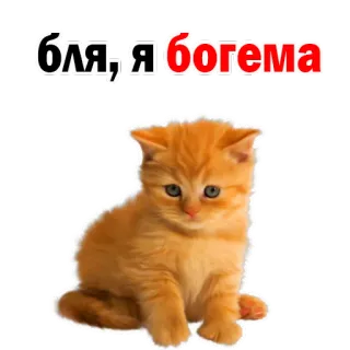 😍 бля, я богема gato, gatinho, fofo, russo, boêmio, engraçado whatsapp sticker