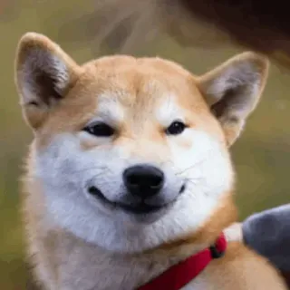 😏 chien, shiba inu, mignon, animal, animal de compagnie telegram sticker