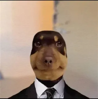 🤩 hond, pak, zaken, dier, meme, grappig telegram sticker