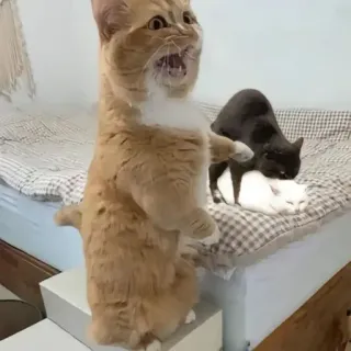 😔 cat, animal, domestic, pet, feline whatsapp sticker