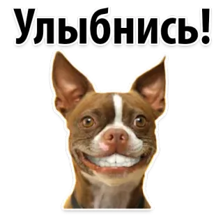 😊 Улыбнись! dog, smile, funny, pet, animal, teeth, cute telegram sticker