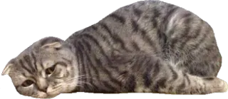 😞 gato, animal, triste, lindo, mascota telegram sticker