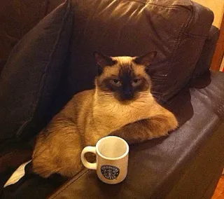 ☕ кот, сиамский кот, кофе, диван, животное, питомец telegram sticker