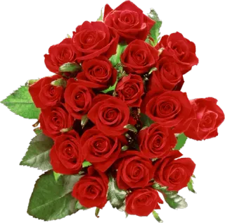 🌹 Rosen, Blumen, Rot, Bouquet, Natur, Liebe whatsapp sticker