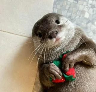 🥰 lontra, animal, fofo, mamífero, vida selvagem, peludo telegram sticker