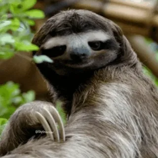 ᭁSLOTH ᪳𝄄 @play_with_fire telegram stickers