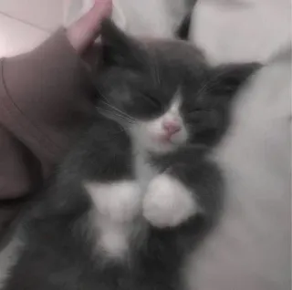 😙 猫, 小猫, 睡觉, 动物, 宠物 telegram sticker