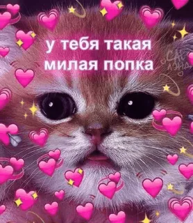 ❤️ у тебя такая милая попка kat, hartjes, schattig, kitten, liefde, meme whatsapp sticker