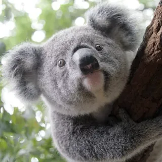 🐨 koala, australian animal, wildlife, marsupial, cute animal, animal, nature telegram sticker