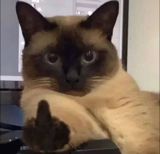 🖕 Katze, Stinkefinger, beleidigend, Siamesische Katze, unhöflich, Tier telegram sticker