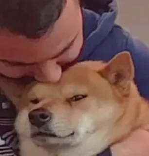 😒 chien, animal de compagnie, humain, amour, affection, shiba inu telegram sticker