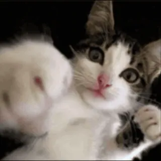 🌟 猫, 子猫, 可愛い, 動物, ペット whatsapp sticker