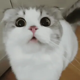 😃 Katze, süß, Tier, Kätzchen, Haustier, Augen whatsapp sticker