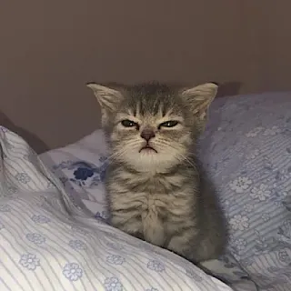 😠 고양이, 새끼 고양이, 회색 고양이, 동물, 귀여운, 애완 동물 telegram sticker