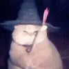 🐱