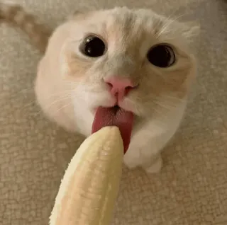 🐈 고양이, 바나나, 핥기, 동물, 애완 동물 telegram sticker