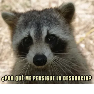 😩 ¿POR QUÉ ME PERSIGUE LA DESGRACIA? rakun, sedih, lucu, pertanyaan, hewan whatsapp sticker