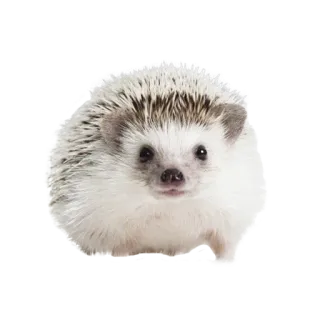 🙂 hedgehog, animal, cute, wildlife, pet, mammal telegram sticker