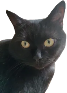 🙄 kucing, kucing hitam, hewan, peliharaan, felidae, kucing domestik whatsapp sticker