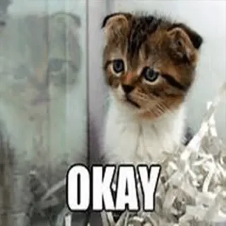 🙁 OKAY kucing, anak kucing, sedih, imut, oke telegram sticker