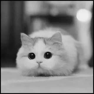 💮 gatto, gattino, carino, soffice, adorabile, animale domestico, animale telegram sticker