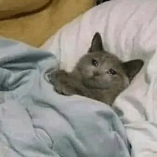 😭 cat, sad, animal, bed, cute, grey, pet telegram sticker
