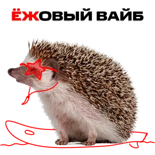 😍 ЁЖОВЫЙ ВАЙБ hedgehog, animal, star, vibes, funny, cute telegram sticker
