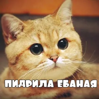 ☺️ ПИДРИЛА ЕБАНАЯ кот, мем, оскорбительный telegram sticker