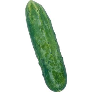 😐 cucumber, vegetable, food, green whatsapp sticker