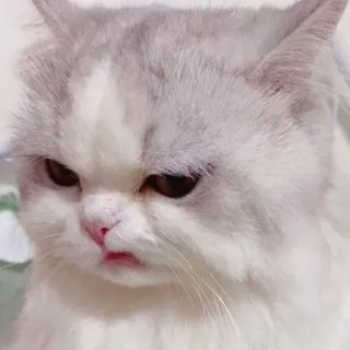🥢 cat, cute, animal, pet, domestic cat, feline telegram sticker