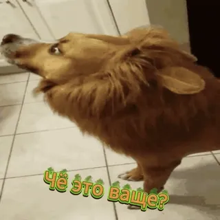 🤣 Че это ваще? dog, lion costume, funny, meme, confused, pet, cute telegram sticker