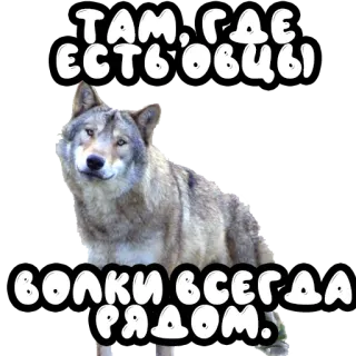 🐑 ТАМ, ГДЕ ЕСТЬ ОВЦЫ
ВОЛКИ ВСЕГДА РЯДОМ. lupo, pecora, animale, predatore telegram sticker