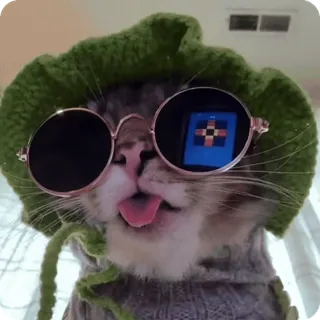 😎 cat telegram sticker
