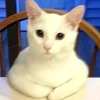 😕 고양이, 흰 고양이, 귀여운, 동물, 반려동물, 애완동물, 앉아있는 고양이 telegram sticker