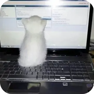 🖥 gatto, laptop, animale, computer, tastiera, bianco telegram sticker