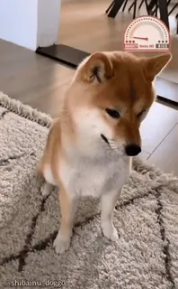 🦖 @shiba.inu.doggo Shiba Inu, chien, animal de compagnie, animal, toutou, mignon telegram sticker