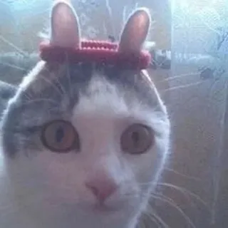 🐰 cat, animal, bunny ears, pet, cute, domestic cat telegram sticker
