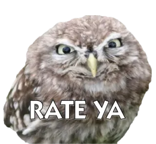 🐧 RATE YA сова, птица, оценивать, судить, мем telegram sticker
