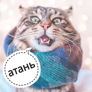 🤔 атань gatto, adesivo, divertente, russo, animale whatsapp sticker