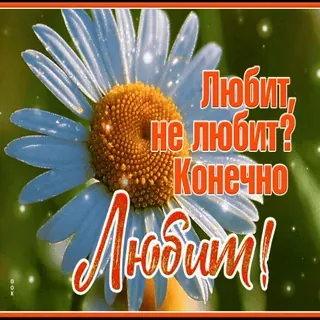 🌼 Любит, не любит? Конечно Любит! whatsapp sticker
