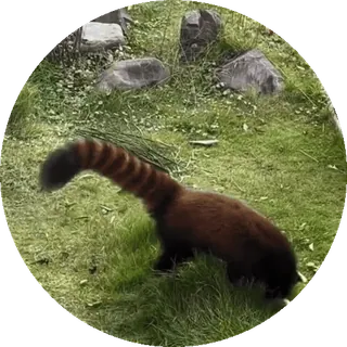 🐼 Panda mała, Zwierzę, Dzikie zwierzęta, Natura, Ssaki telegram sticker