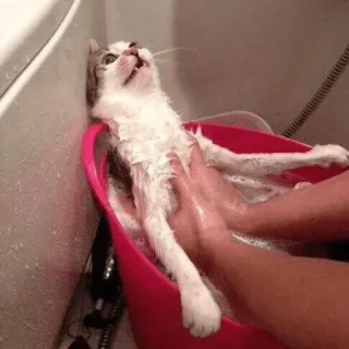 😿 cat, bath, pet, animal, domestic animal, washing telegram sticker