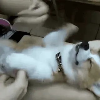 😴 chien, corgi, animal de compagnie, mignon, animal, grattouille telegram sticker
