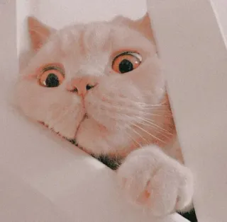 🌸 猫, 可愛い, 覗く, 動物, ペット telegram sticker