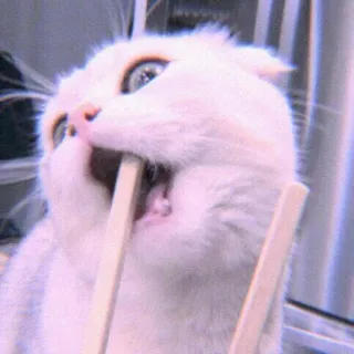 🍣 gatto, animale, bacchette, bianco, carino, divertente telegram sticker